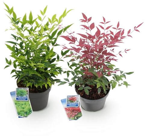 Nandina Duo de bambou céleste, jaune et rouge, 2 plantes, à feuilles persistantes, facile d'entretien, 17 cm, hauteur 45 cm