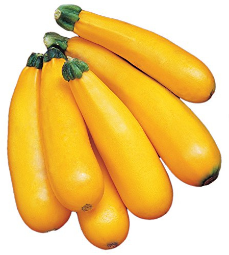 Burpee Golden Zucchini Summer Squash Seeds 50 seeds