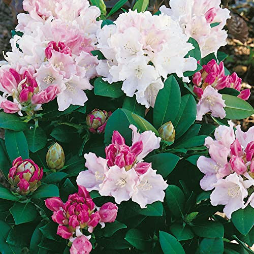 Elixir Gardens 1 x Rhododendron Dreamland (4.5L Pot) | Fully Established Hardy Evergreen Flowering Shrubs & Bushes for Borders, Patios & Planters | Rhododendron, Viburnum, Nandina & More