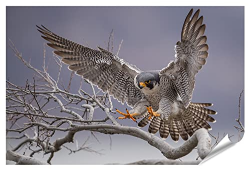 islandburner XXL Bild Poster Wanderfalke großer Raubvogel Premium Bilder Fotodruck INPZ-PGR