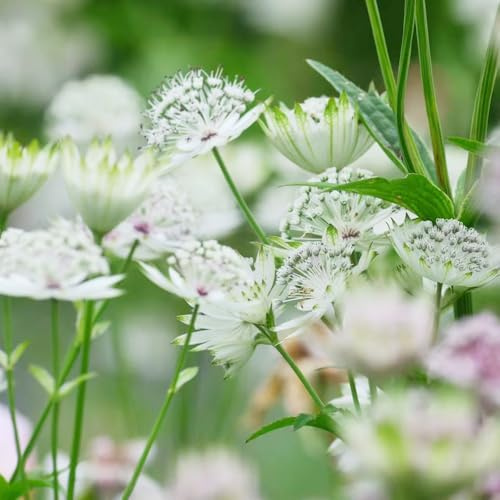 Semi di Masterwort - prati fioriti resistenti per giardini rocciosi organico semi di resistenti serre da balcone per i luoghi soleggiati 100pcs