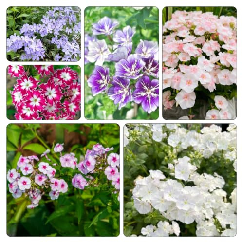 Phlox de alfombra - flox subulata de Balcón exóticas jardín 1200semillas