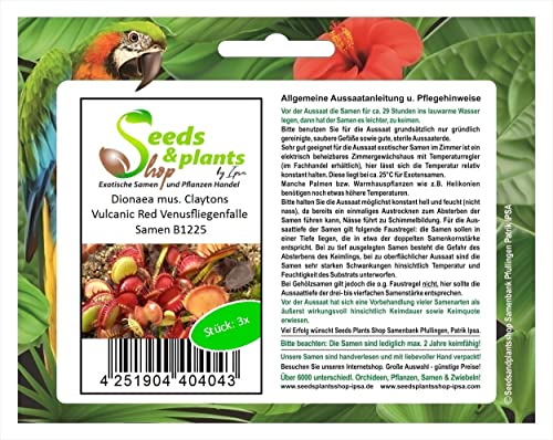 Pcs - 3X Dionaea Mus. Claytons Volcanic Red Venus Flytrap Seeds B1225 - Seeds & Plants Shop by Ipsa