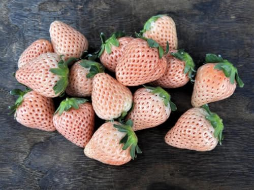 Fragole giapponese gigante rosa 15 semi semi freschi