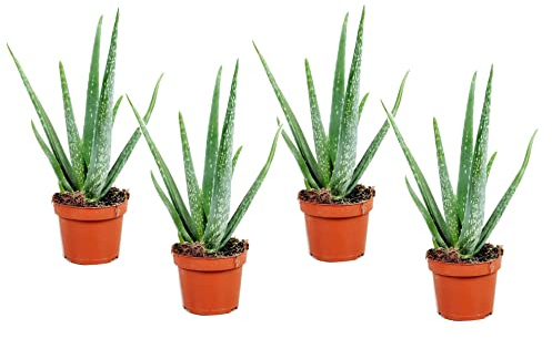 Plant in a Box - Aloe Vera - Set de 4 - Plante d'intérieur - Succulents - Pot 10,5cm - Hauteur 25-40cm