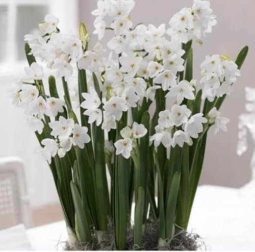10 X Narcissus Paperwhite Bulbs - Daffodil Paperwhite