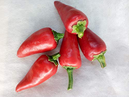 25+ bio Piment d'Espelette Basque Trésor Poivre Graines-D 72