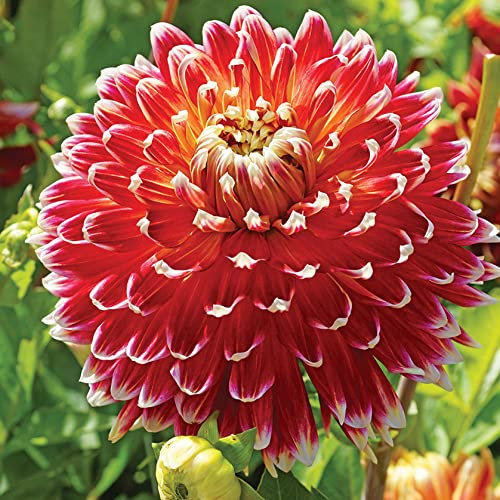 schone 1 x Dahlia Decorative Dinnerplate – Adds a Bright Splash of Colour – Summer Flowering Bulb – Perennials – for Your Beautiful Garden (1 x Dahlia Decorative Dinnerplate Akita), Orange,Red,Yellow