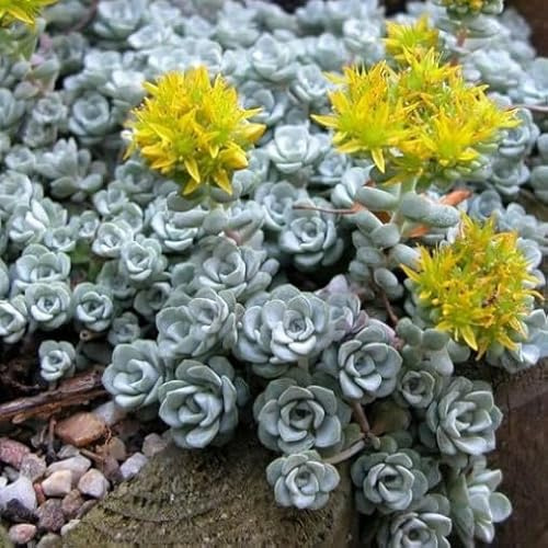 1 PIANTA DI SEDUM SPATHIFOLIUM CAPE BLANCO VASO 13CM