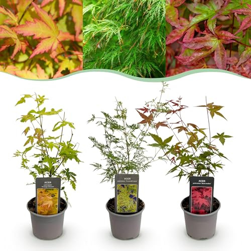 Acer palmatum Tricolour - Rouge-Vert-Orange - 3 Plantes - Perte de feuilles - Faible entretien - 25-35cm - Ø12cm - Plante de jardin
