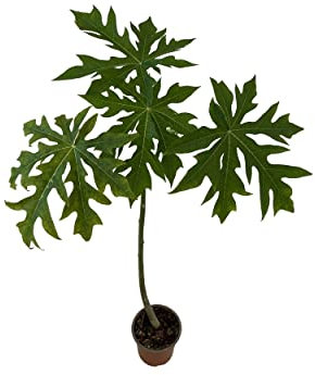 Papayero Árbol Frutal Natural Que Produce las Papayas