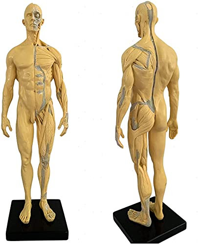 DYTAH 11 Zoll Männliche Anatomie Figur Für Menschliche Anatomische Muskel Knochen Modell Kunst Skizze Malerei Skulptur Für 30Cm/11Inch