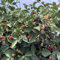 semi di mora resistenti, piante resistenti per balconi piante da interno con frutta fresca alberi da frutto colonnari con aiuola rialzata sul balcone decorazione dell'albero di frutta 200pcs