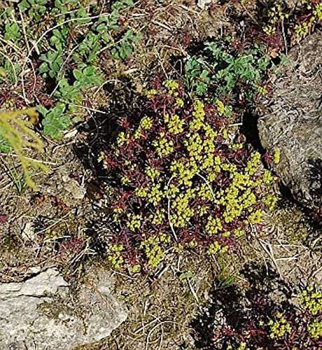 Zypressen Wolfsmilch Fens Ruby - Euphorbia characias - lebende Gartenpflanze aus den Baumschulen