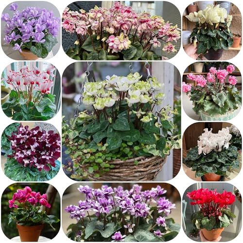 ciclamino ciclamino semi di resistenti, luoghi soleggiati di rare, decorazione soggiorno resistenti per il giardino, 125pcs