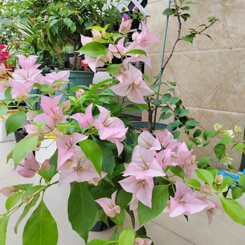 Semi di bouganville, Le da giardino roccioso sono resistenti 800pcs