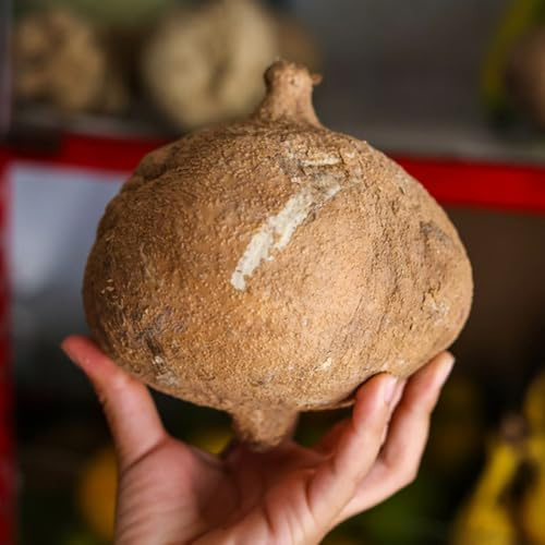 Yambohne JicamaSamen - alte gemüsesorten Pachyrhizus erosus, gemüsesamen balkon gartenpflanzen winterhart 50pcs