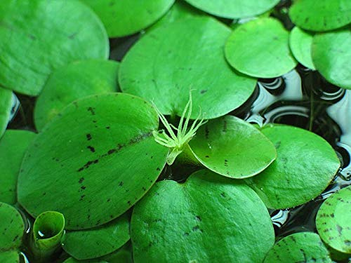 Aquarium Fan - 10 mini plantas flotantes de rana de Amazon/limnobium laevigatum/acuario vivo