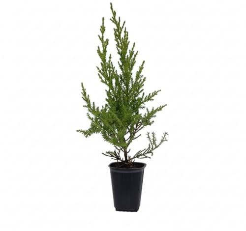 25 Uds Plantas de Ciprés Macrocarpa Goldcrest (10-20 cm) – Para Seto Frondoso – Crecimiento Rápido – Jardín y Valla Natural