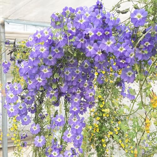 Semi di nasturzio rampicanti,per luoghi soleggiati regali per gli amanti del giardino,decorazioni per il soggiorno resistenti per giardino 100pcs