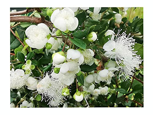 1x EVEGREEN Summer Flowering Wild Fruit Chilean Myrtle LUMA APICULATA - 8-10cm Tall Fresh Plants in 7cm pots