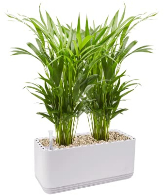 AIRY Pot L con 2 palme di frutta d'oro e Substrato • Purificatore d'aria nat. filtra sostanze nocive, allergeni e odori • Per ambienti con circa 30 mq • MadeInGermany, 3302-607 bianco anticato