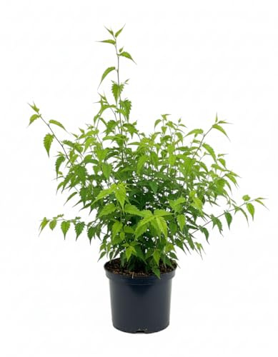 Kerria japonica 'Pleniflora' 40-60 cm - Ranunkelstrauch, gefüllte gelbe Blüten, Blütezeit April-Mai, ideal für Hecken, pflegeleicht und winterhart