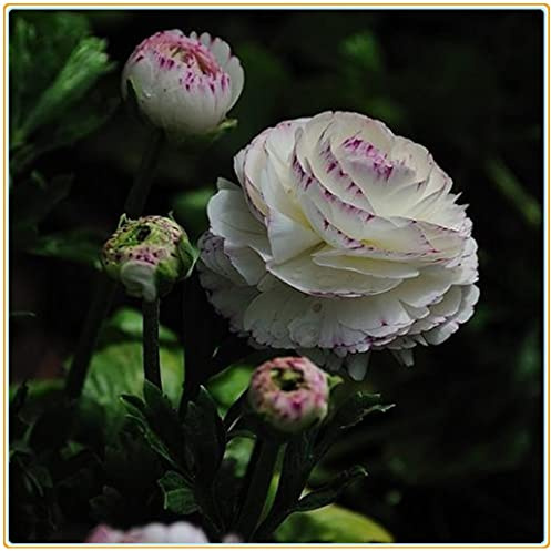 Ranunculus bulboso/4ietà di colori/Arbusti ornamentali a crescita stagionale-10bulbi