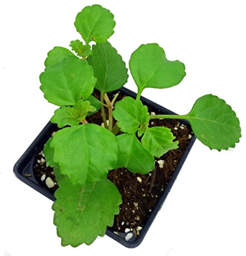 Planta del DINERO Natural - Planta de Exterior Resistente y Fácil de Mantener