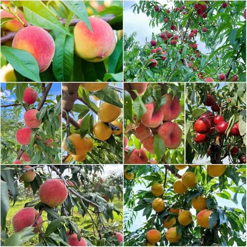 Pfirsichbaum pfirsich obstpflanzen alte sorten Seltene Serie steingartenpflanzen winterhart, baumsamen obstbäume kübelpflanzen bonsai exotische bio 15samen
