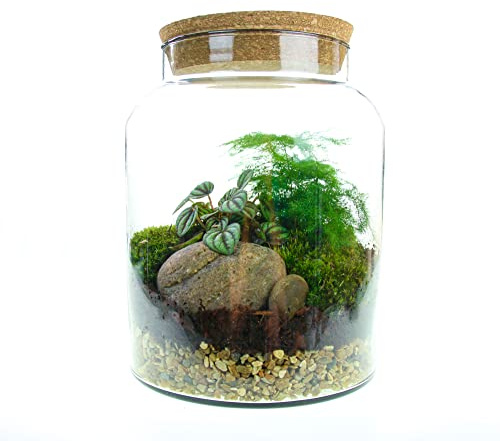 Complete Closed Terrarium Kit with 2 Living Terrarium plants, Cushion Moss and Terrarium Tool Set - 8L Straight Glass Jar Design. Gift idea