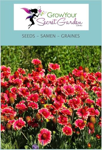 Gaillarde Bourgogne (Burgunder) ' - Gaillardia - vivace