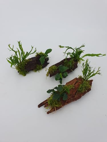 SAHAWA Mangrove Wurzel 3er Pack für Nanobecken mit Echtem Farn oder Anubias und Moos Bepflanzt, Aquarium Deko, Handmade, Größe ca. 10-15 cm