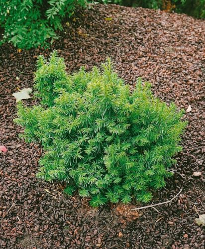 Japanische Eibe Taxus cuspidata Nana 25-30 cm Heckenpflanze immergrün | Kompakter Zwergwuchs, schnittvertraeglich, pflegeleicht, sonnig bis schattig, ideal fuer Beet, Kuebel und Grabbepflanzung