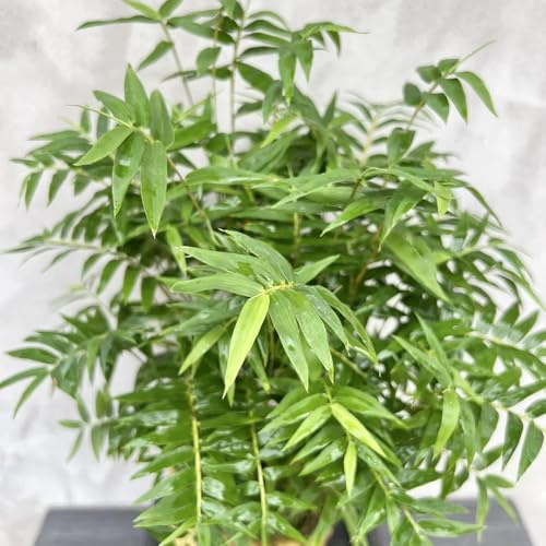 bambus dekopflanze kletterpflanzen winterhart schnellwachsend stauden gartenpflanze winterharte kübelpflanzen bambuspflanze exotische zimmerpflanzen hochbeete für garten bonsaibaum 40samen