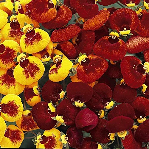 Flower Seed Calceolaria Sunset Mixed Half Hardy Perennial Summer Bedding Bright Colours Patio Containers Garden Borders 1 Packet (35 Seeds) by Thompson and Morgan