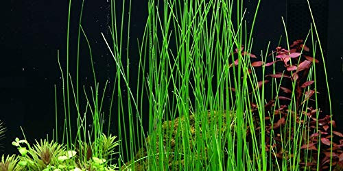 Eleocharis Montevidensis Giant Hair Grass x3 Bunch - Live Aquarium Plant