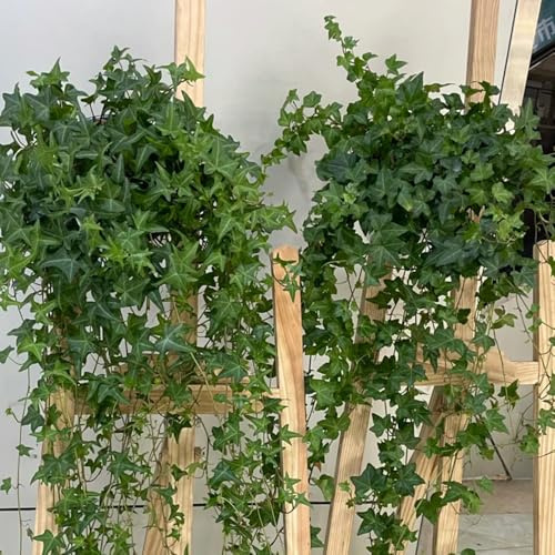 semillas de hiedra, Las de jardín de rocas son resistentes. Semillas de hiedra de rápido crecimiento - Decoración de salón raras 30pcs