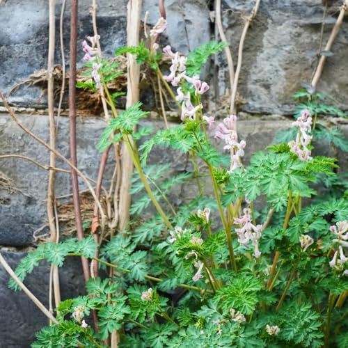 Delphinium giardino, balcone semi di delphinium semi di per balcone tappezzanti resistenti al freddo recisi resistenti esterno 100semi