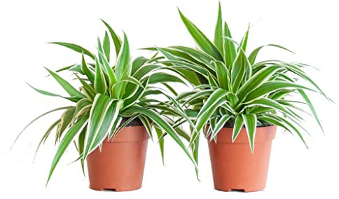 Chlorophytum | Pack 2 Plantas | DECOALIVE | Plantas de Interior | Cinta Planta Araña