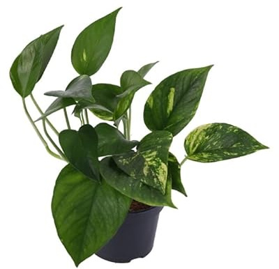 Poto Natural (Epipremnum Aureum) Planta de Interior Purificadora del Aire
