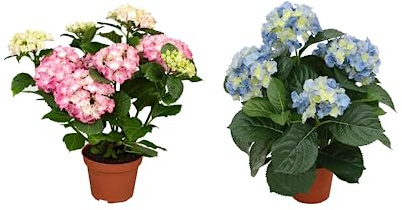 Set de Dos Hortensias Naturales con Flores de Color Rosa y Azul