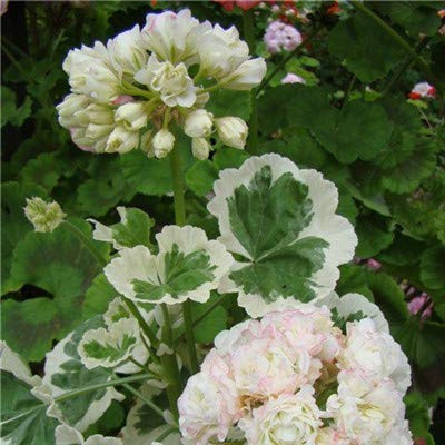 Nouvelles graines de fleurs vivaces Pelargonium Peltatum pour le jardinage blanc paquet de 100 graines