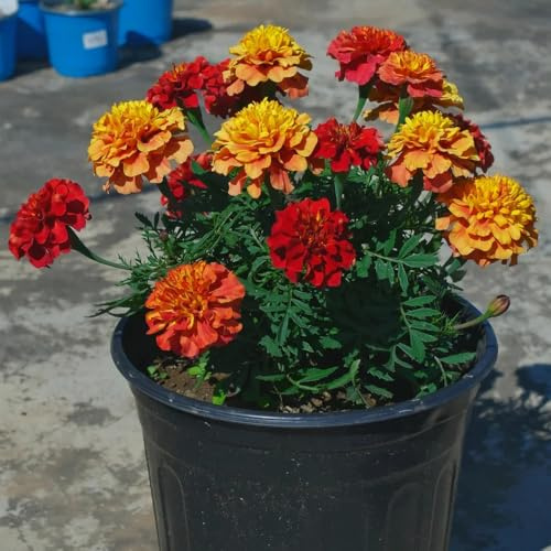 ringelblumensamen bio, deko für draußen dekopflanzen Studentenblume,tagetes winterharte für garten frühlingsblumen 350pcs