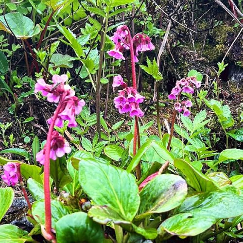 semillas de bergenia - raros silvestres decoraciones otoñales 225pcs