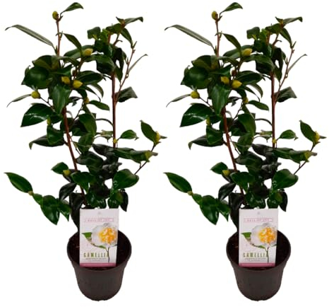 Plant in a Box - Camellia japonica 'Brushfield Jaune' - Set de 2 - Rose japonaise - Plante de camélia résistante au froid - Pot 15cm - Hauteur 50-60cm