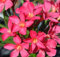 Oleandro Papa Gambetta - Ciclamino Nerium Oleander pianta in vaso ø9 cm - Vivaio di Castelletto