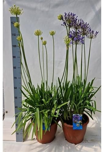 Agapanthus africanus im 2 Liter Topf, ca. 70 cm – Pflegeleichte Schmuckpflanze für Garten & Terrasse, Blühfreudig und Winterhart