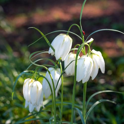 Fritillaria imperiale - resistenti da giardino e da balcone appartamento forniture giardino decorazione soggiorno autunnali, resistenti, 2bulbi