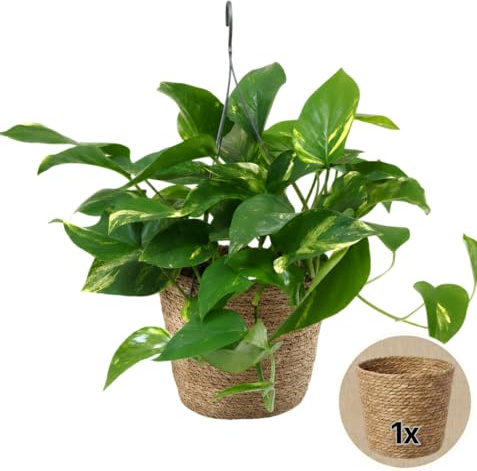 Efeutute + 1x Seegraskorb | Epipremnum aureum | ca. 30-35 cm | ø 12-15 cm Topf | Pflegeleichte Zimmerpflanzen für Wohnung und Büro | Qualität vom Pflanzen Profi | Ideale Raumbegrünung